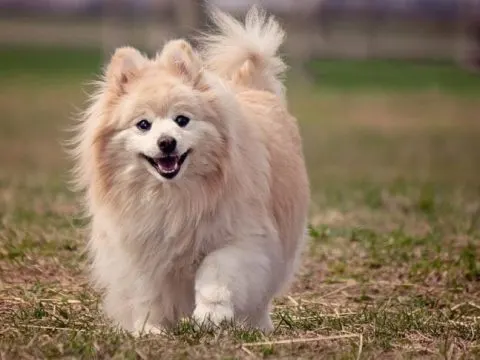 Pomeranian: Alle Informationen zur Hunderasse