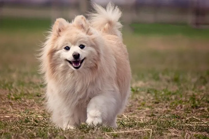 Pomeranian