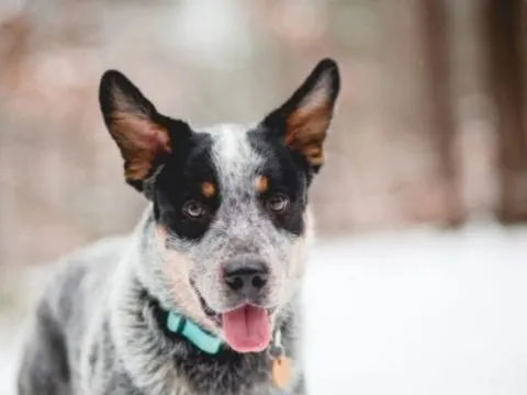 Der Australian Cattle Dog (Blue Heeler)