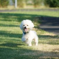 Bichon Frise