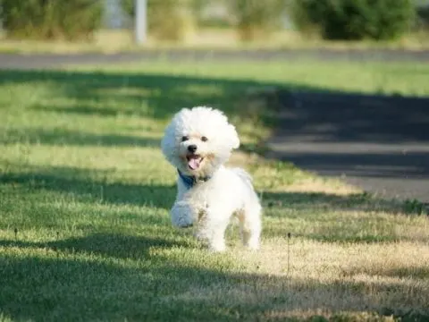Bichon Frise: Der perfekte Familienhund