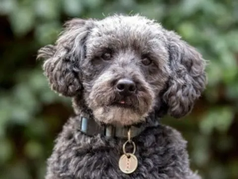 Schnoodle: Die süßeste Hybridrasse aller Zeiten