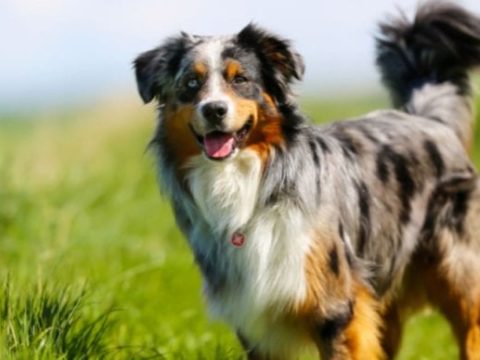 Australian Shepherd: Was Sie wissen sollten