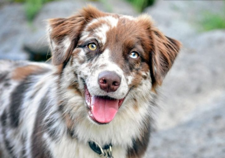 Australian Shepherd