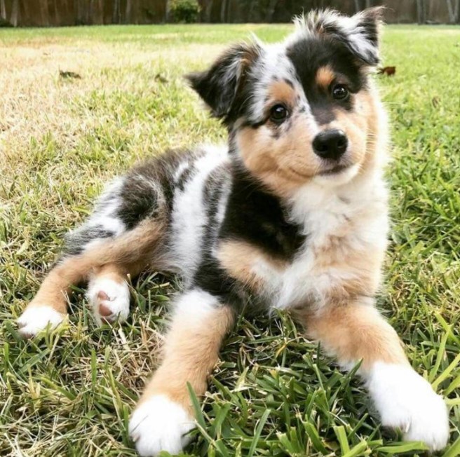 Australian Shepherd