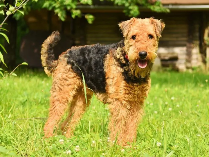 Die Airedale Terrier: Alle Fakten, die Sie brauchen