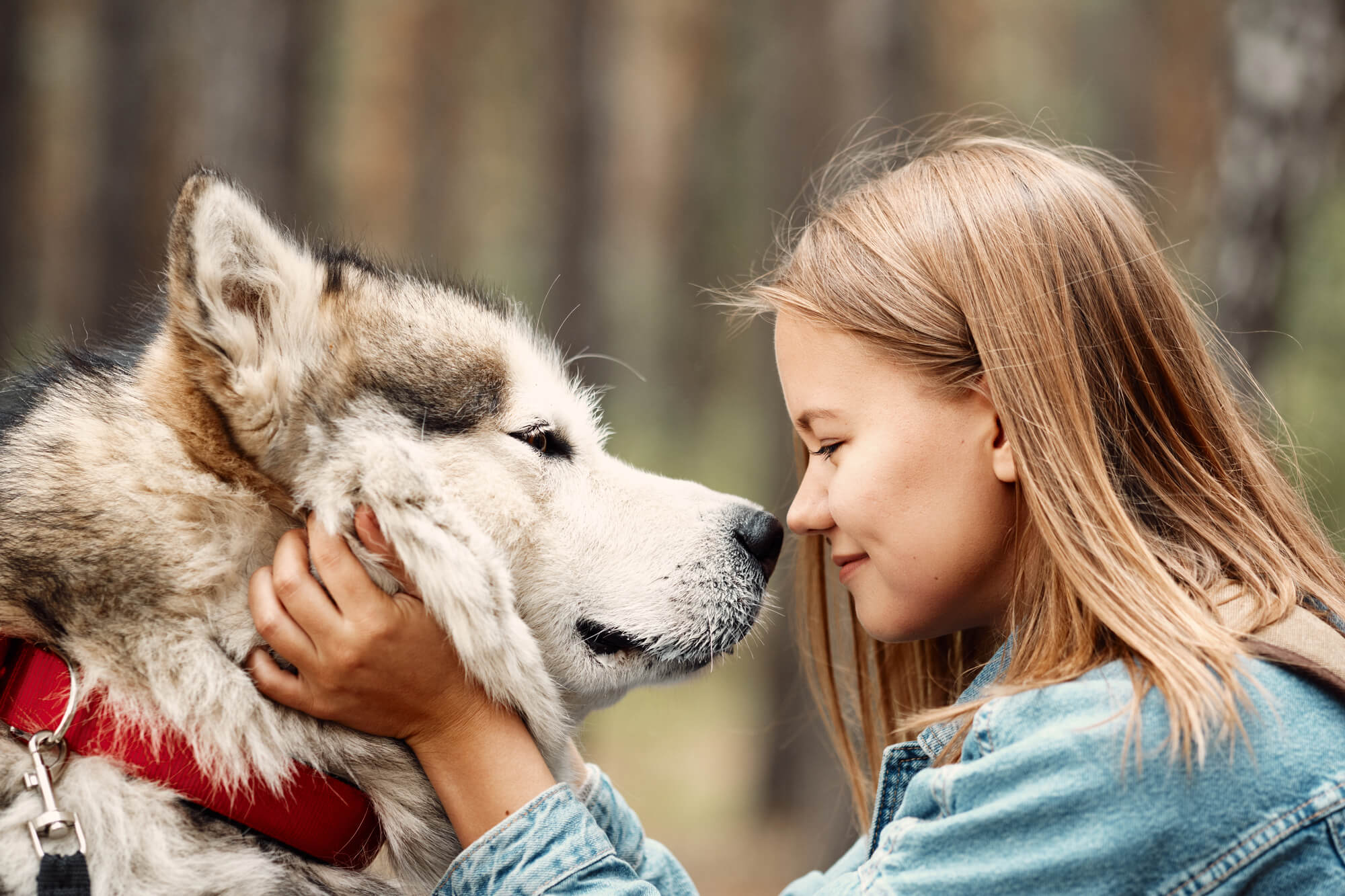 Alaskan Malamute Familie