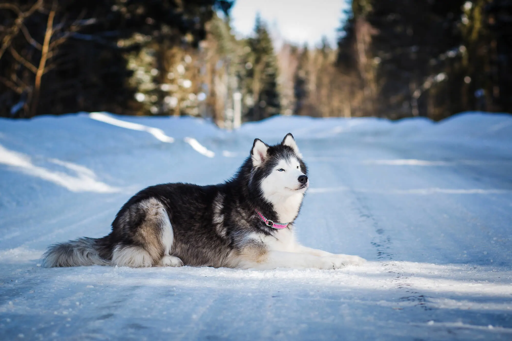 Alaskan Malamute Grosse