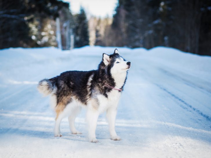 Alaskan Malamute: Die Könige der Arktis (mit Photos)