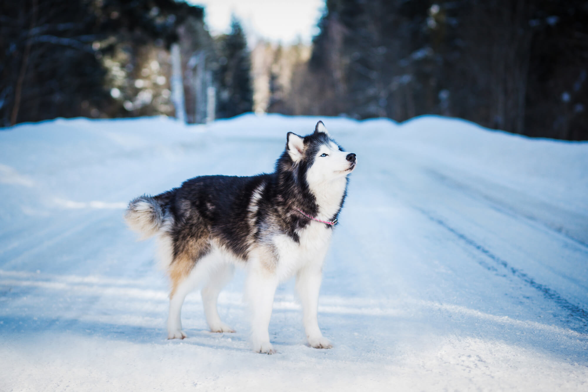 Alaskan Malamute Hund