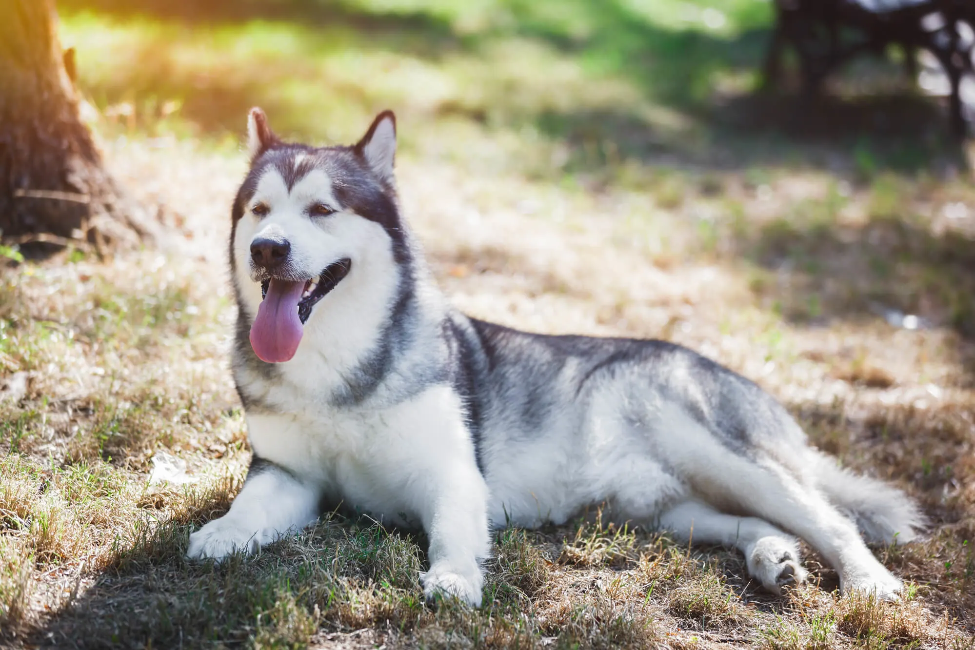 Alaskan Malamute Konige