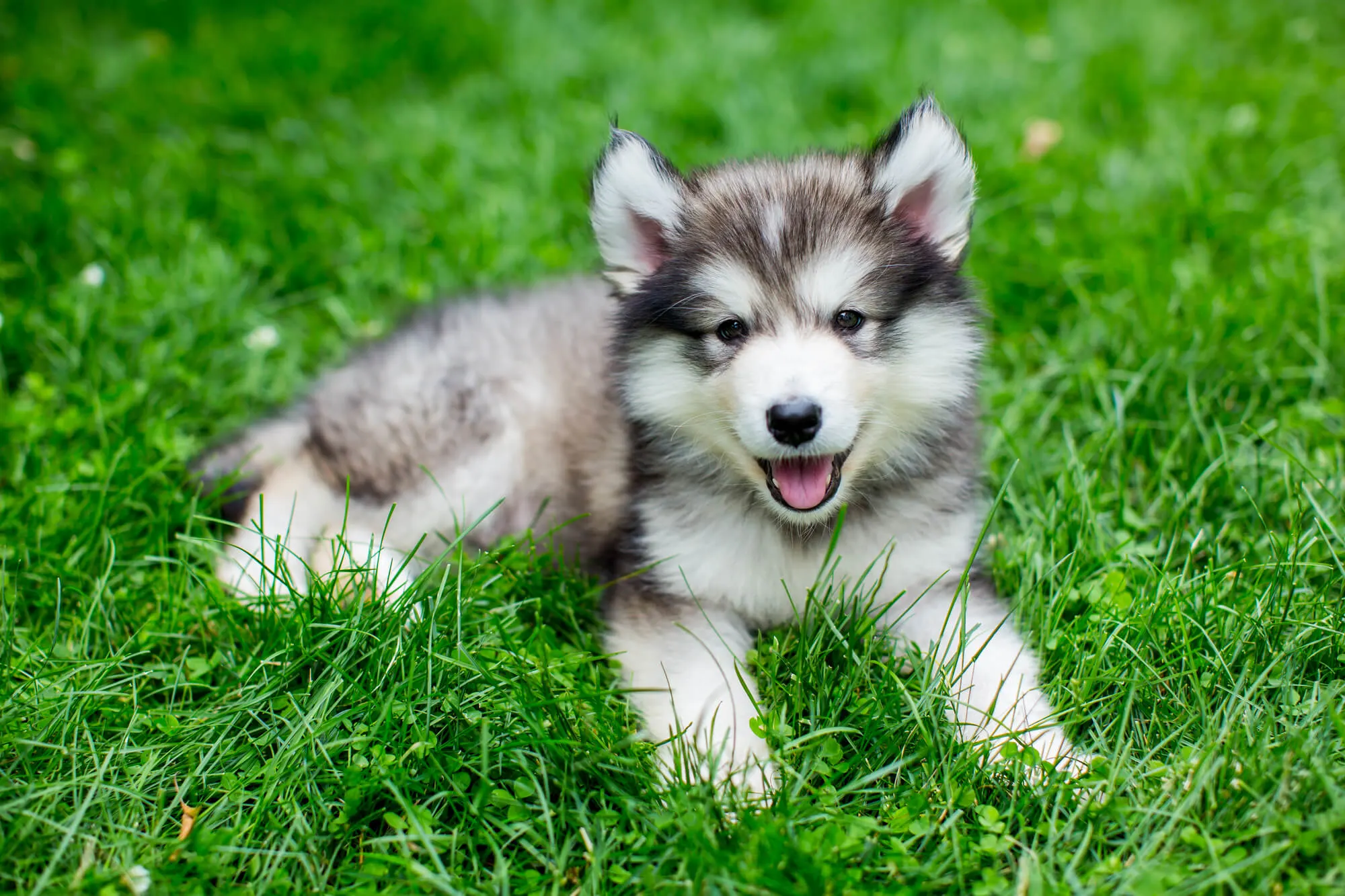 Alaskan Malamute Welpe