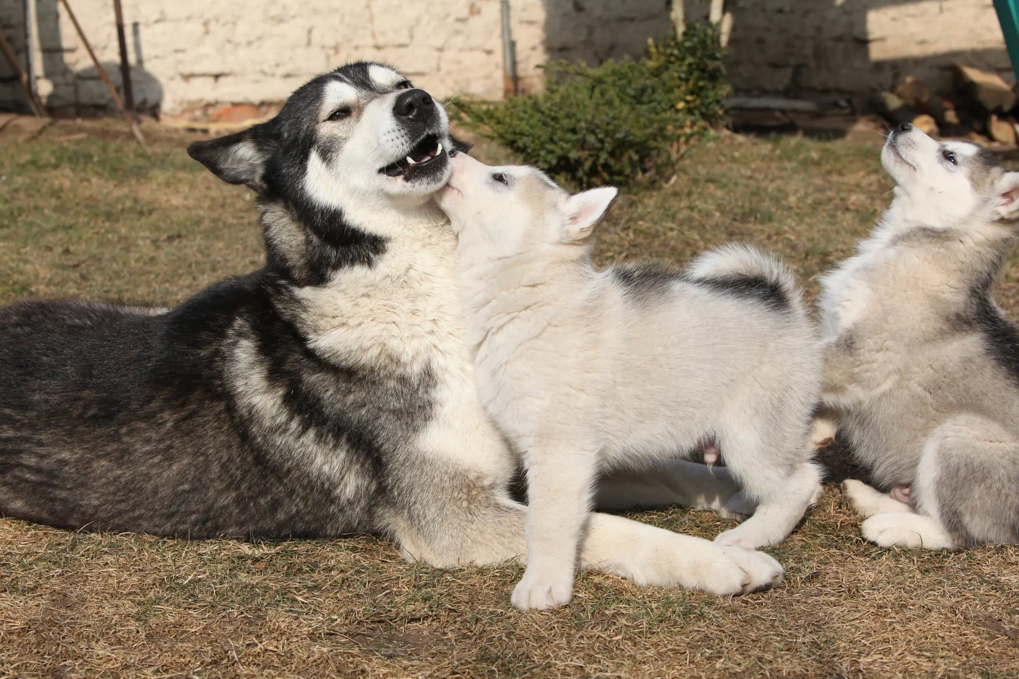 Alaskan Malamute Welpen