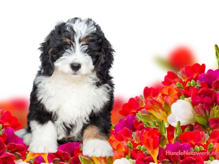 Bernedoodle: Faszinierender Mix aus Pudel & Sennenhund