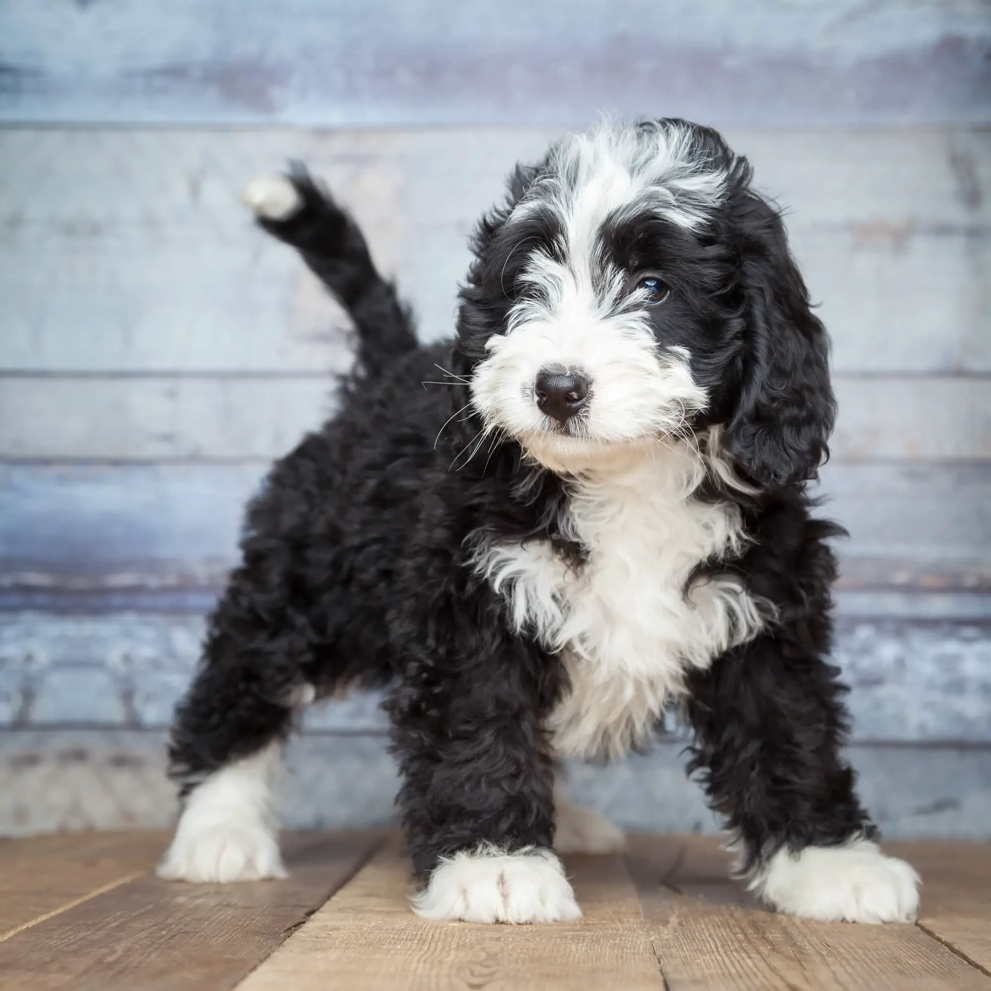 Bernedoodle Welpen