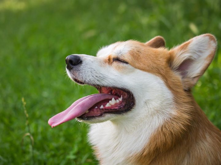 Corgi: Was Sie wissen müssen