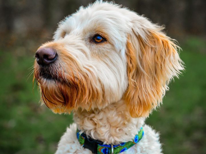 Golden Doodle: Größe, Persönlichkeit, Gesundheit