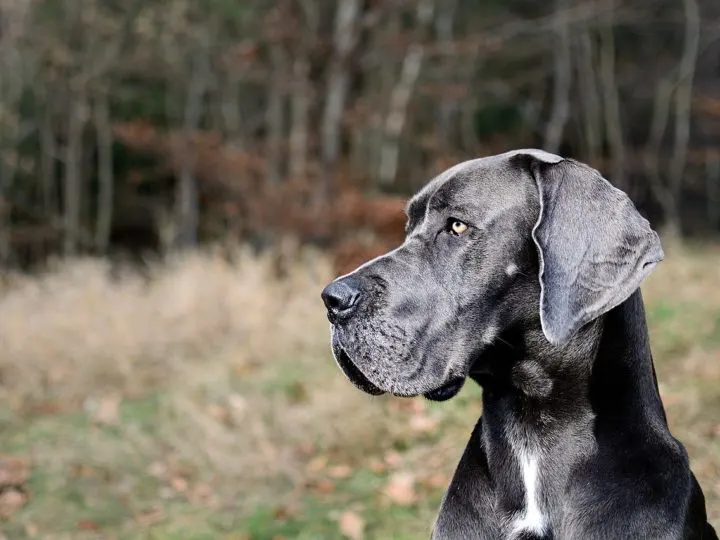 Deutsche Dogge: Der sanfte Riese