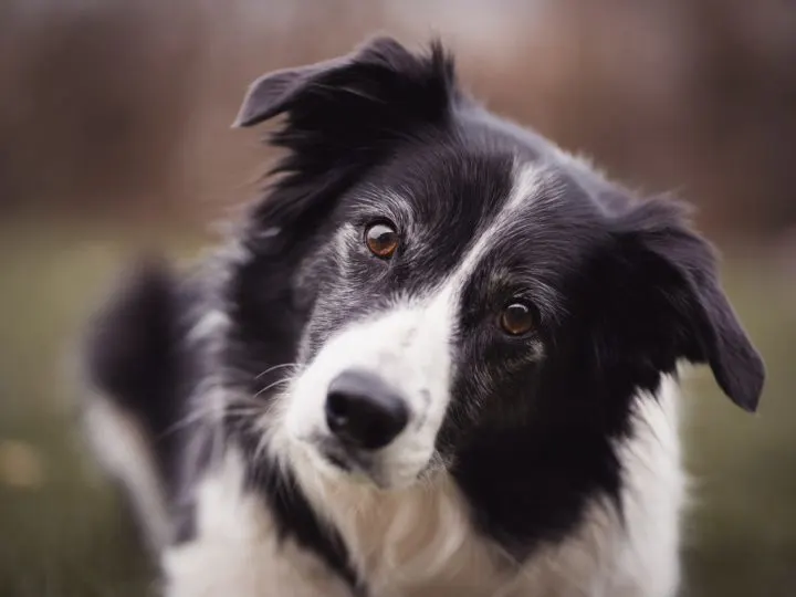Der Border Collie