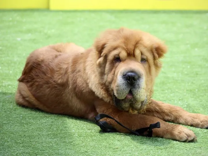 Shar-Pei: Was Sie wissen müssen