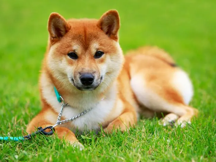 Shiba Inu: Ein detaillierter Leitfaden zu Japans kleinem Hund