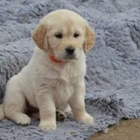 Baby Golden Retriever