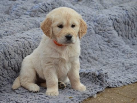 Baby Golden Retriever: Wie zieht man sie auf?