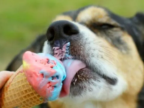 Hundeeis: Der perfekte Leckerbissen für Ihr Hündchen!