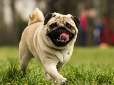 Mops: Der charmante und liebevolle Hund