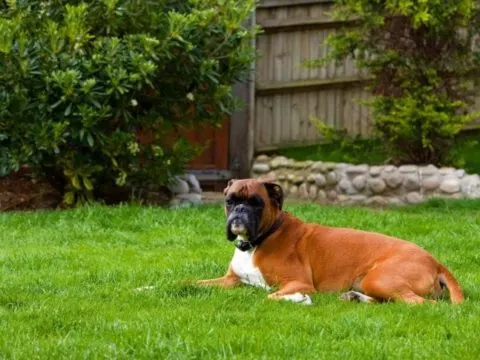Boxer-Hund: Rassemerkmale & Info