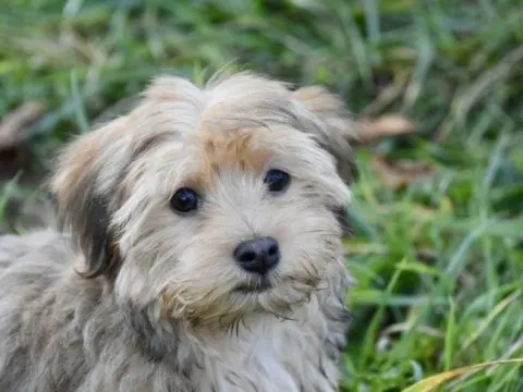 Havaneser Hund: Spüren Sie den Geist Kubas