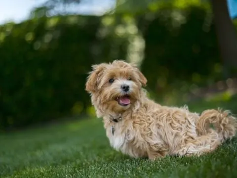 Maltipoo-Welpe: Was Sie vor dem Kauf wissen sollten