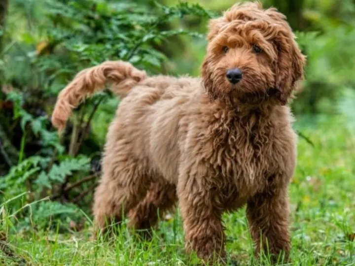 Cockapoo-Welpen: Der lebenslustige Hund