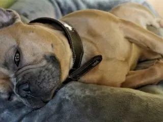 Hundehalsband mit Namensschild