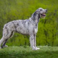 irish wolfhound