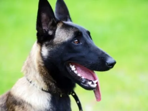 Belgischer Malinois: Selbstbewusst und klug