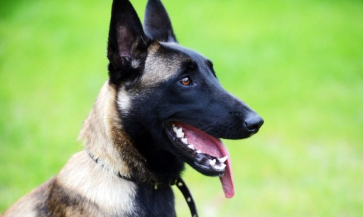 Belgischer Malinois