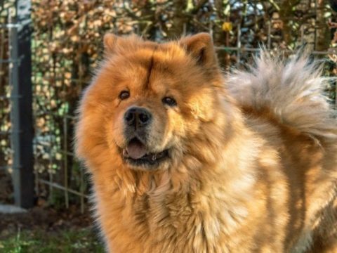 Chow Chow: Alle Informationen zur Hunderasse