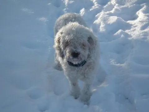 Spanischer Wasserhund: Alle Informationen