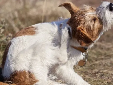 Wie bekommen Hunde Flöhe und was Sie tun können?