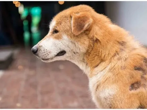 Wie bekommen Hunde Räude?