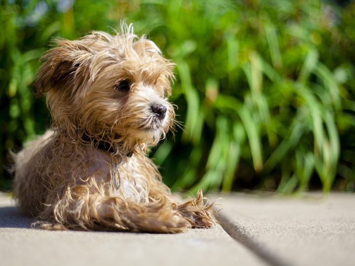 Maltipoo: Eine charmante und liebevolle Kreuzung