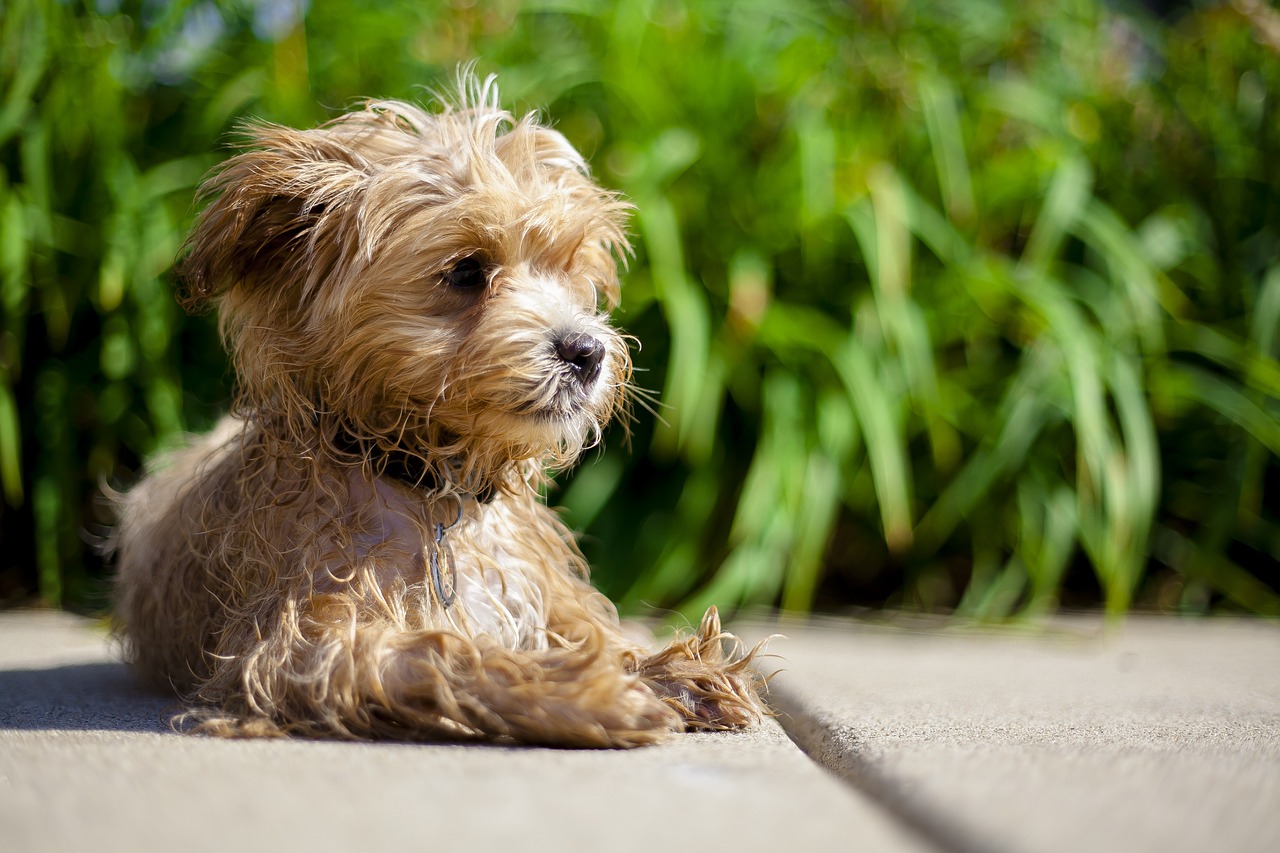 Maltipoo