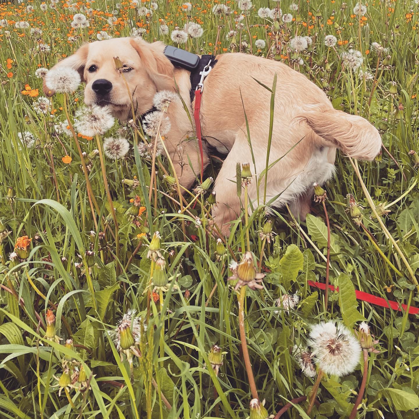 Mini Labrador