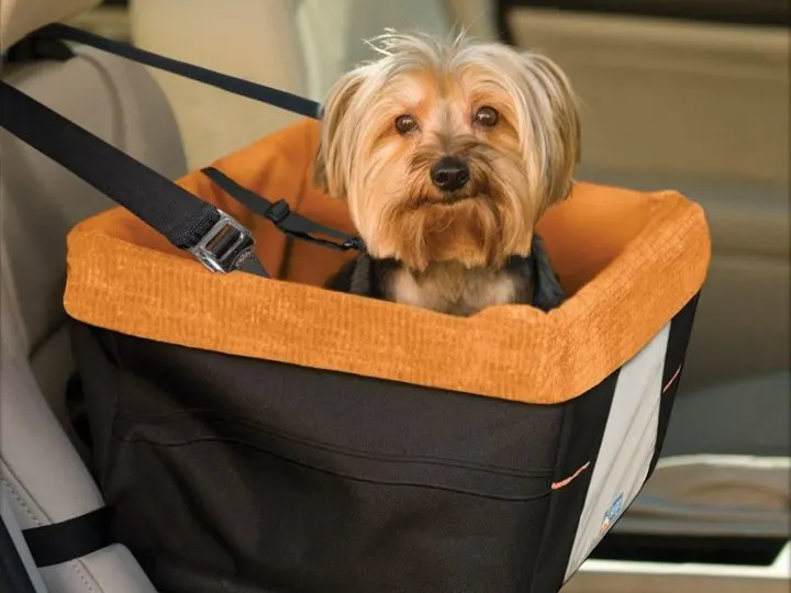 Hundeautositz: Alles was Sie wissen müssen