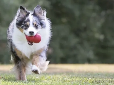 Kong Hundespielzeug: Das Perfekte Spielzeug