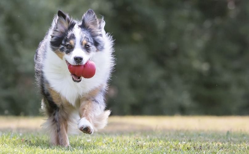 Kong Hundespielzeug