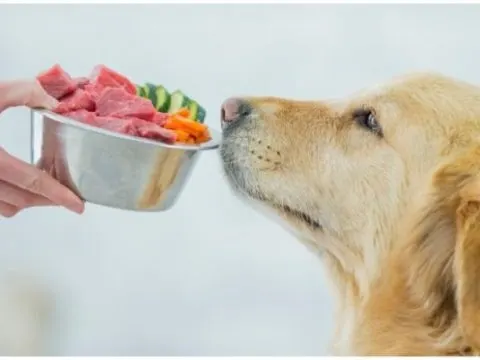 Welches Futter ist gut oder schlecht für Hunde?