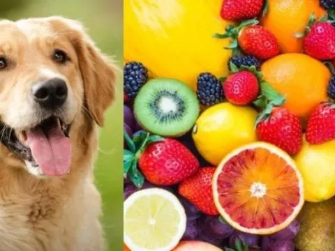 Welche Früchte dürfen Hunde essen?