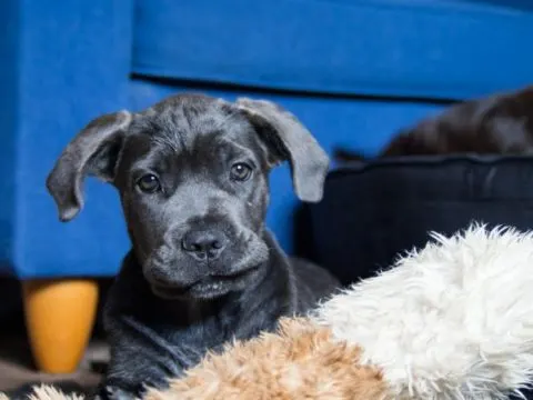 Cane Corso Welpen: Alle Informationen